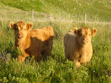 Our 2008 Calves